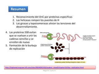 Resumen
1. Reconocimiento del OriC por proteínas especificas
2. Las helicasas rompen los puentes de H
3. Las girasas y topoisomerasas alivian las tensiones del
desenrrollamiento.
4. Las proteínas SSB evitan
que se vuelvan a unir las
cadenas sencillas y se
enrollen de nuevo
5. Formación de la burbuja
de replicación
http://highered.mcgraw-hill.com/sites/9834092339/student_view0/chapter14/dna_replication.html
Miguel A. Castro R.
 