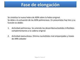 Fase de elongación
Se sintetiza la nueva hebra de ADN sobre la hebra original.
Se debe a la actuación de las ADN polimerasas. En procariotas hay tres y su
función es doble:
1. Actividad polimerasa. Va uniendo los desorribonucleotidos trifosfatos
complementarios a la cadena original.
2. Actividad exonucleasa. Elimina nucleótidos mal emparejados y trozos
de ARN cebador
Miguel A. Castro R.
 