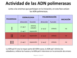 Actividad de las ADN polimerasas
Junto a las enzimas que participan en la iniciación, en esta fase actúan
las ADN polimerasas.
POLIMERASA
EXONUCLEASA POLIMERIZACIÓN
INICIACIÓN
dirección función dirección función
I
5’ 3’
3’ 5’
elimina
cebador
reparación
5’ 3’ síntesis no
II 3’ 5’ reparación 5’ 3’ síntesis no
III 3’ 5’ reparación 5’ 3’ síntesis no
La ADN pol III crea la mayor parte del ADN nuevo, la ADN pol I elimina los
cebadores y rellena los huecos y la ADN pol II interviene en la corrección de errores
Miguel A. Castro R.
 