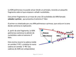 La ADN polimerasa no puede actuar desde un principio, necesita un pequeño
fragmento sobre el que empezar a añadir nucleótidos.
Este primer fragmento es un trozo de unos 10 nucleótidos de ARN llamado
cebador o primer, que presenta el extremo 3’ libre
El primer es sintetizado por una ARN polimerasa o primasa, que actúa en la zona
donde comienza la replicación.
A partir de este fragmento, la ADN
polimerasa comienza la adición de
nucleótidos sobre el extremo 3’
libre.
Este enzima recorre la cadena molde
en sentido 3’5’ y sintetiza la nueva
cadena en sentido 5’3’ (las
cadenas de ADN son antiparalelas)
Miguel A. Castro R.
 