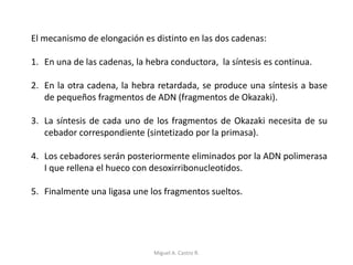 El mecanismo de elongación es distinto en las dos cadenas:
1. En una de las cadenas, la hebra conductora, la síntesis es continua.
2. En la otra cadena, la hebra retardada, se produce una síntesis a base
de pequeños fragmentos de ADN (fragmentos de Okazaki).
3. La síntesis de cada uno de los fragmentos de Okazaki necesita de su
cebador correspondiente (sintetizado por la primasa).
4. Los cebadores serán posteriormente eliminados por la ADN polimerasa
I que rellena el hueco con desoxirribonucleotidos.
5. Finalmente una ligasa une los fragmentos sueltos.
Miguel A. Castro R.
 