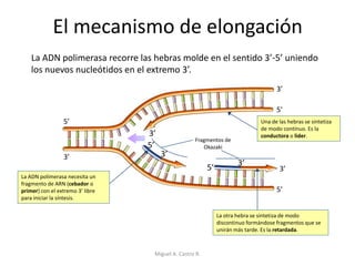 3’
5’
5’
3’
3’
5’
El mecanismo de elongación
5’
3’
3’
5’
3’
La ADN polimerasa necesita un
fragmento de ARN (cebador o
primer) con el extremo 3’ libre
para iniciar la síntesis.
La ADN polimerasa recorre las hebras molde en el sentido 3’-5’ uniendo
los nuevos nucleótidos en el extremo 3’.
Una de las hebras se sintetiza
de modo contínuo. Es la
conductora o lider.
Fragmentos de
Okazaki
La otra hebra se sintetiza de modo
discontinuo formándose fragmentos que se
unirán más tarde. Es la retardada.
Miguel A. Castro R.
 