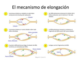 El mecanismo de elongación
1 2
3 4
5 6
La primasa sintetiza un cebador en cada hebra
conductora de la burbuja de replicación.
Las ADN polimerasa comienzan la síntesis de la
hebra conductora por el extremo 3’ de cada
cebador.
La primasa sintetiza un nuevo cebador sobre cada
hebra retardada.
La ADN polimerasa comienza a sintetizar un
fragmento de ADN a partir del nuevo cebador.
Cuando la ADN polimerasa llega al cebador de ARN,
lo elimina y lo reemplaza por ADN.
La ligasa une los fragmentos de ADN.
Nuevo cebador
Cebador
Ligasas
Hebra retardada
Hebra retardada
Primasas
Cebador
Nuevo cebador
Miguel A. Castro R.
 