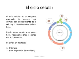 El ciclo celular
El ciclo celular es un conjunto
ordenado de sucesos que
culmina con el crecimiento de la
célula y la división en dos células
hijas.
Puede durar desde unas pocas
horas hasta varios años (depende
del tipo de célula)
Se divide en dos fases:
1. Interfase
2. Fase M (mitosis y citocinesis)
Miguel A. Castro R.
 