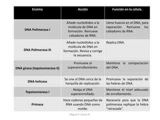 Existen cinco tipos de ADN polimerasas (, , ,
, y  ).
Enzima Acción Función en la célula.
DNA Polimerasa I
Añade nucleótidos a la
molécula de DNA en
formación. Remueve
cebadores de RNA.
Llena huecos en el DNA, para
reparación. Remueve los
cebadores de RNA.
DNA Polimerasa III
Añade nucleótidos a la
molécula de DNA en
formación. Revisa y corrige
la secuencia.
Replica DNA.
DNA girasa (topoisomerasa II)
Promueve el
superenrrollamiento.
Mantiene la compactación
del DNA.
DNA helicasa
Se une al DNA cerca de la
horquilla de replicación.
Promueve la separación de
las hebras de DNA.
Topoisomerasa I
Relaja el DNA
superenrrollado.
Mantiene el nivel adecuado
de enrollamiento.
Primasa
Hace cadenas pequeñas de
RNA usando DNA como
molde.
Necesaria para que la DNA
polimerasa replique la hebra
“retrasada”.
Miguel A. Castro R.
 