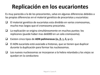 Replicación en los eucariontes
Es muy parecida a la de los procariontes, salvo en algunas diferencias debidos a
las propias diferencias en el material genético de procariotas y eucariotas:
 El material genético de eucariotas esta dividido en varios cromosomas,
mucho mas largos que el cromosoma procariota.
 La replicación se origina simultáneamente en muchos puntos: los
replicones (puede haber mas de6000 en un solo cromosoma).
 Existen cinco tipos de ADN polimerasas (, , , , y  ).
 El ADN eucariota está asociado a histonas, que se tienen que duplicar
durante la duplicación para formar los nucleosomas.
 Los nuevos nucleosomas se incorporan a la hebra retardada y los viejos se
quedan en la conductora
Miguel A. Castro R.
 