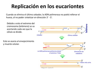 5’
3’
5’
3’
Replicación en los eucariontes
Cuando se elimina el último cebador, la ADN polimerasa no podrá rellenar el
hueco, al no poder sintetizar en dirección 3’ - 5’.
5’
5’
5’
3’
5’3’5’
Cebador Último cebador
Telómero
Eliminación de
cebadores
Esto se asocia al envejecimiento
y muerte celular.
La ADN polimerasa polimeriza desde
el extremo 3’ libre
Hebra más corta
5’
Debido a esto el extremo del
cromosoma (telómero) se va
acortando cada vez que la
célula se divide.
Miguel A. Castro R.
 