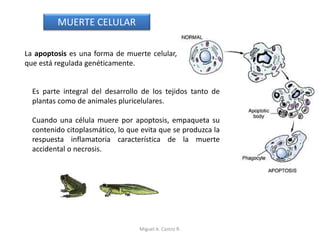 La apoptosis es una forma de muerte celular,
que está regulada genéticamente.
MUERTE CELULAR
Es parte integral del desarrollo de los tejidos tanto de
plantas como de animales pluricelulares.
Cuando una célula muere por apoptosis, empaqueta su
contenido citoplasmático, lo que evita que se produzca la
respuesta inflamatoria característica de la muerte
accidental o necrosis.
Miguel A. Castro R.
 