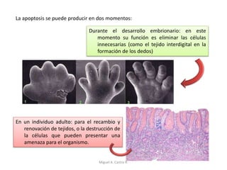 La apoptosis se puede producir en dos momentos:
Durante el desarrollo embrionario: en este
momento su función es eliminar las células
innecesarias (como el tejido interdigital en la
formación de los dedos)
En un individuo adulto: para el recambio y
renovación de tejidos, o la destrucción de
la células que pueden presentar una
amenaza para el organismo.
Miguel A. Castro R.
 