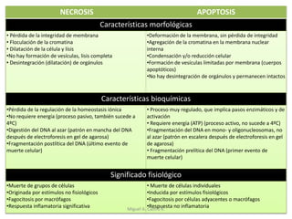 NECROSIS APOPTOSIS
Características morfológicas
• Pérdida de la integridad de membrana
• Floculación de la cromatina
• Dilatación de la célula y lísis
•No hay formación de vesículas, lisis completa
• Desintegración (dilatación) de orgánulos
•Deformación de la membrana, sin pérdida de integridad
•Agregación de la cromatina en la membrana nuclear
interna
•Condensación y/o reducción celular
•Formación de vesículas limitadas por membrana (cuerpos
apoptóticos)
•No hay desintegración de orgánulos y permanecen intactos
Características bioquímicas
•Pérdida de la regulación de la homeostasis iónica
•No requiere energía (proceso pasivo, también sucede a
4ºC)
•Digestión del DNA al azar (patrón en mancha del DNA
después de electroforesis en gel de agarosa)
•Fragmentación postlítica del DNA (último evento de
muerte celular)
• Proceso muy regulado, que implica pasos enzimáticos y de
activación
• Requiere energía (ATP) (proceso activo, no sucede a 4ºC)
•Fragmentación del DNA en mono- y oligonucleosomas, no
al azar (patrón en escalera después de electroforesis en gel
de agarosa)
• Fragmentación prelítica del DNA (primer evento de
muerte celular)
Significado fisiológico
•Muerte de grupos de células
•Originada por estímulos no fisiológicos
•Fagocitosis por macrófagos
•Respuesta inflamatoria significativa
• Muerte de células individuales
•Inducida por estímulos fisiológicos
•Fagocitosis por células adyacentes o macrófagos
•Respuesta no inflamatoriaMiguel A. Castro R.
 