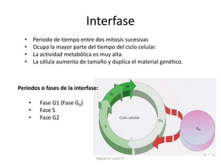 Interfase
• Periodo de tiempo entre dos mitosis sucesivas
• Ocupa la mayor parte del tiempo del ciclo celular.
• La actividad metabólica es muy alta.
• La célula aumenta de tamaño y duplica el material genético.
Periodos o fases de la interfase:
• Fase G1 (Fase G0)
• Fase S
• Fase G2
Miguel A. Castro R.
 