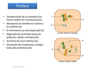 • Condensación de la cromatina (se
hacen visibles los cromosomas(1).
• Desaparece la membrana nuclear y
el nucléolo (2).
• El centrosoma ya esta duplicado (3).
• Migración de centriolos hacia los
polos (en células animales) (4).
• Se forma de huso mitótico (5).
• Formación de cinetocoros a ambos
lados del centómero (6)
Profase
Miguel A. Castro R.
 