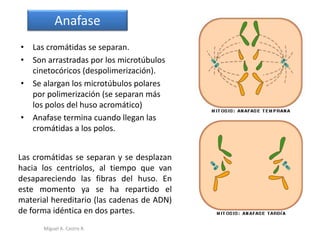 • Las cromátidas se separan.
• Son arrastradas por los microtúbulos
cinetocóricos (despolimerización).
• Se alargan los microtúbulos polares
por polimerización (se separan más
los polos del huso acromático)
• Anafase termina cuando llegan las
cromátidas a los polos.
Anafase
Las cromátidas se separan y se desplazan
hacia los centriolos, al tiempo que van
desapareciendo las fibras del huso. En
este momento ya se ha repartido el
material hereditario (las cadenas de ADN)
de forma idéntica en dos partes.
Miguel A. Castro R.
 