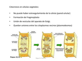 Citocinesis en células vegetales:
• No puede haber estrangulamiento de la célula (pared celular)
• Formación de Fragmoplasto
• Unión de vesículas del aparato de Golgi.
• Quedan uniones entre los citoplasmas vecinos (plasmodesmos)
Miguel A. Castro R.
 