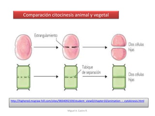 Comparación citocinesis animal y vegetal
http://highered.mcgraw-hill.com/sites/9834092339/student_view0/chapter10/animation_-_cytokinesis.html
Miguel A. Castro R.
 