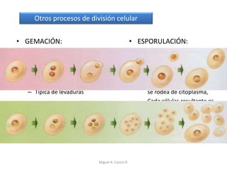• GEMACIÓN:
– Reparto asimétrico de
citoplasma.
– La célula pequeña se llama
yema (puede quedar unida a
la madre.
– Típica de levaduras
• ESPORULACIÓN:
– Variamos mitosis sucesivas
sin citocinesis.
– Se forman células
multinucleadas.
– Posteriormente cada núcleo
se rodea de citoplasma,
– Cada células resultante es
una espora.
– Típica de hongos y protozoos
Otros procesos de división celular
Miguel A. Castro R.
 
