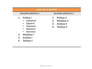 FASES DE LA MEIOSIS
DIVISIÓN MEIÓTICA I DIVISIÓN MEIÓTICA II
1. Profase I
• Leptoteno
• Cigoteno
• Paquiteno
• Diploteno
• Diacinesis
2. Metafase I
3. Anafase I
4. Telofase I
1. Profase II
2. Metafase II
3. Anafase II
4. Telofase II
Miguel A. Castro R.
 