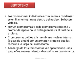 LEPTOTENO
• Los cromosomas individuales comienzan a condensar
se en filamentos largos dentro del núcleo. Se hacen
visibles.
• Hay 2n cromosomas y cada cromosoma contiene 2
cromátidas (pero no se distinguen hasta el final de la
profase.
• Cromosomas unidos a la membrana nuclear interna
(placas de unión) por un armazón proteico que los
recorre a lo largo del cromosoma.
• A lo largo de los cromosomas van apareciendo unos
pequeños engrosamientos denominados cromómeros
Miguel A. Castro R.
 