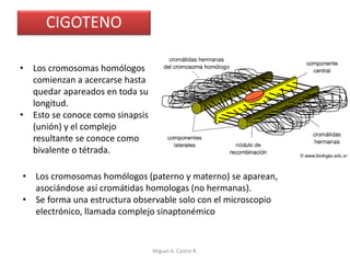 CIGOTENO
• Los cromosomas homólogos
comienzan a acercarse hasta
quedar apareados en toda su
longitud.
• Esto se conoce como sinapsis
(unión) y el complejo
resultante se conoce como
bivalente o tétrada.
• Los cromosomas homólogos (paterno y materno) se aparean,
asociándose así cromátidas homologas (no hermanas).
• Se forma una estructura observable solo con el microscopio
electrónico, llamada complejo sinaptonémico
Miguel A. Castro R.
 