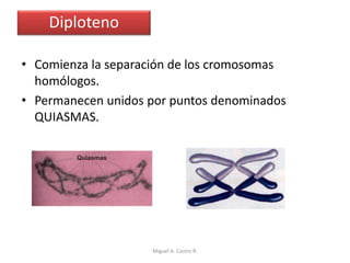 • Comienza la separación de los cromosomas
homólogos.
• Permanecen unidos por puntos denominados
QUIASMAS.
Diploteno
Miguel A. Castro R.
 