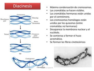 Diacinesis • Máxima condensación de cromosomas.
• Las cromátidas se hacen visibles.
• Las cromátidas hermanas están unidas
por el centrómero.
• Los cromosomas homólogos están
unidos por los quiasmas (entre
cromatidas no hermanas)
• Desaparece la membrana nuclear y el
nucléolo.
• Se comienza a formar el huso
acromático.
• Se forman las fibras cinetocóricas
Miguel A. Castro R.
 