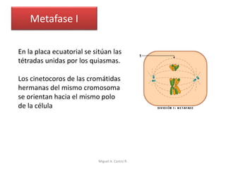 Metafase I
En la placa ecuatorial se sitúan las
tétradas unidas por los quiasmas.
Los cinetocoros de las cromátidas
hermanas del mismo cromosoma
se orientan hacia el mismo polo
de la célula
Miguel A. Castro R.
 