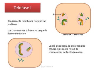 Telofase I
Reaparece la membrana nuclear y el
nucléolo.
Los cromosomas sufren una pequeña
descondensación
Con la citocinesis, se obtienen dos
células hijas con la mitad de
cromosomas de la célula madre.
Miguel A. Castro R.
 