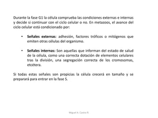Durante la fase G1 la célula comprueba las condiciones externas e internas
y decide si continuar con el ciclo celular o no. En metazoos, el avance del
ciclo celular está condicionado por:
• Señales externas: adhesión, factores tróficos o mitógenos que
emiten otras células del organismo.
• Señales internas: Son aquellas que informan del estado de salud
de la célula, como una correcta dotación de elementos celulares
tras la división, una segregación correcta de los cromosomas,
etcétera.
Si todas estas señales son propicias la célula crecerá en tamaño y se
preparará para entrar en la fase S.
Miguel A. Castro R.
 