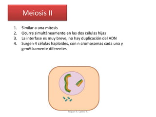 Meiosis II
1. Similar a una mitosis
2. Ocurre simultáneamente en las dos células hijas
3. La interfase es muy breve, no hay duplicación del ADN
4. Surgen 4 células haploides, con n cromosomas cada una y
genéticamente diferentes
Miguel A. Castro R.
 