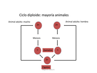 2n2n
Ciclo diploide: mayoría animales
2n
Cigotos
Animal adulto: hembra
Meiosis Meiosis
nn Gametos
Animal adulto: macho
Miguel A. Castro R.
 
