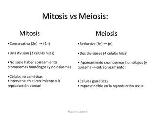 Mitosis vs Meiosis:
•Conservativa (2n)  (2n)
•Una división (2 células hijas)
•No suele haber apareamiento
cromosomas homólogos (y no quiasma)
•Células no gaméticas
•Interviene en el crecimiento y la
reproducción asexual
Mitosis Meiosis
•Reductiva (2n)  (n)
•Dos divisiones (4 células hijas)
• Apareamiento cromosomas homólogos (y
quiasma -> entrecruzamiento)
•Células gaméticas
•Imprescindible en la reproducción sexual
Miguel A. Castro R.
 