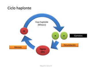 n n
Cigoto
(2n)
Fecundación
Meiosis
Gametos
Ciclo haplonte
n
Fase haploide
(Mitosis)
Miguel A. Castro R.
 