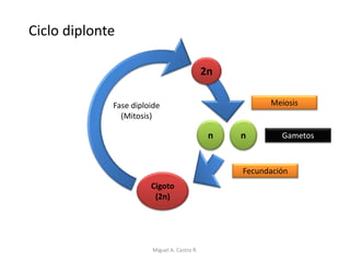n n
Cigoto
(2n)
Fecundación
Meiosis
Gametos
Ciclo diplonte
2n
Fase diploide
(Mitosis)
Miguel A. Castro R.
 