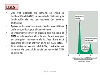 • Una vez doblado su tamaño se inicia la
duplicación del ADN, la síntesis de histonas y la
duplicación de los centrosomas (en células
animales)
• Aparecen los cromosomas con dos cromátidas
cada uno, unidas por el centrómero.
• Es importante tener en cuenta que no todo el
ADN se está replicando a la vez. Se estima que
en cualquier momento de la fase S se está
copiando entre un 10 y un 15 % del ADN total.
• Si se detectan roturas del ADN, mediante los
sistemas de control, la copia del resto del ADN
se detiene.
Fase S :
Miguel A. Castro R.
 