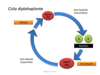 n n
Gametos
Cigoto
(2n) Fecundación
Fase diploide
(Esporofito)
Espora
(n)
Meiosis
Fase haploide
(Gametofito)
Ciclo diplohaplonte
Miguel A. Castro R.
 