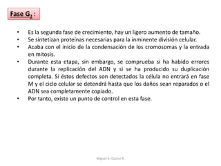 • Es la segunda fase de crecimiento, hay un ligero aumento de tamaño.
• Se sintetizan proteínas necesarias para la inminente división celular.
• Acaba con el inicio de la condensación de los cromosomas y la entrada
en mitosis.
• Durante esta etapa, sin embargo, se comprueba si ha habido errores
durante la replicación del ADN y si se ha producido su duplicación
completa. Si éstos defectos son detectados la célula no entrará en fase
M y el ciclo celular se detendrá hasta que los daños sean reparados o el
ADN sea completamente copiado.
• Por tanto, existe un punto de control en esta fase.
Fase G2 :
Miguel A. Castro R.
 
