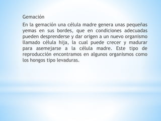 Gemación
En la gemación una célula madre genera unas pequeñas
yemas en sus bordes, que en condiciones adecuadas
pueden desprenderse y dar origen a un nuevo organismo
llamado célula hija, la cual puede crecer y madurar
para asemejarse a la célula madre. Este tipo de
reproducción encontramos en algunos organismos como
los hongos tipo levaduras.
 