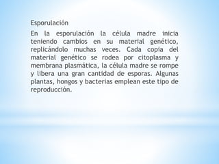 Esporulación
En la esporulación la célula madre inicia
teniendo cambios en su material genético,
replicándolo muchas veces. Cada copia del
material genético se rodea por citoplasma y
membrana plasmática, la célula madre se rompe
y libera una gran cantidad de esporas. Algunas
plantas, hongos y bacterias emplean este tipo de
reproducción.
 