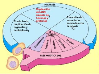 Replicación
        Interfasedel ADN,
                 síntesis de
                 histonas y    Ensamble de
Crecimiento,     proteínas     estructuras
duplicación de                 asociadas con
organelas y                    la mitosis
centriolos
 