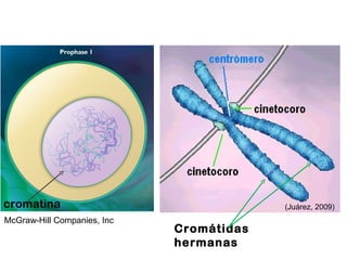 cromatina                                 (Juárez, 2009)
McGraw-Hill Companies, Inc
                             Cromátidas
                             hermanas
 