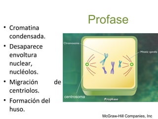 Profase
• Cromatina
  condensada.
• Desaparece
  envoltura
  nuclear,
  nucléolos.
• Migración     de
  centriolos.
                     centrosoma
• Formación del
  huso.
                                    McGraw-Hill Companies, Inc
 