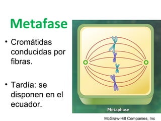 Metafase
• Cromátidas
  conducidas por
  fibras.

• Tardía: se
  disponen en el
  ecuador.
                   McGraw-Hill Companies, Inc
 