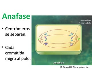 Anafase
• Centrómeros
  se separan.

• Cada
  cromátida
  migra al polo.
                   McGraw-Hill Companies, Inc
 