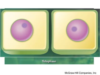 Telofase
•   El huso se dispersa.
•   Envolturas nucleares.
•   Descondensa cromatina.
•   Misma cantidad de información
•   Citocinecis




                           McGraw-Hill Companies, Inc
 