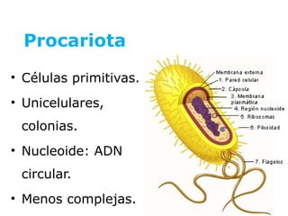 Procariota
• Células primitivas.
• Unicelulares,
 colonias.
• Nucleoide: ADN
 circular.
• Menos complejas.
 