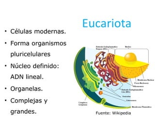 • Células modernas.
                      Eucariota
• Forma organismos
 pluricelulares
• Núcleo definido:
 ADN lineal.
• Organelas.
• Complejas y
 grandes.               Fuente: Wikipedia
 