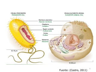 5
Fuente: (Castro, 2011)
 