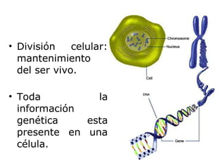 • División    celular:
  mantenimiento
  del ser vivo.

• Toda          la
  información
  genética    esta
  presente en una
  célula.
 