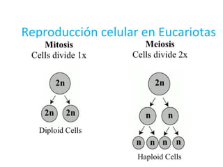 Reproducción celular en Eucariotas
 