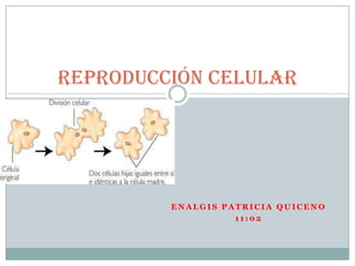Reproducción celular




         ENALGIS PATRICIA QUICENO
                   11:02
 